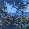 Wooli Banksia Solitary Islands - 45cm x 17cm Wooli Banksia Solitary Islands - 45cm x 17cm